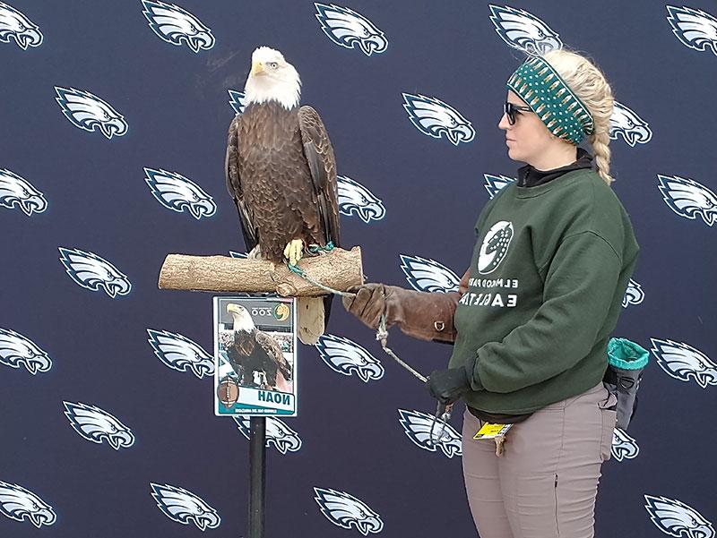 Woman standing next to bald eagle in front of Eagles football logo